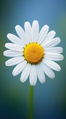 Daisy blossom flower nature.