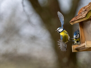 Blaumeise (Cyanistes caeruleu)  