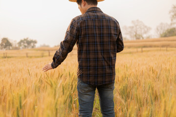 Male farmer inspects grain field and sends data from tablet to cloud Smart farming and digital...