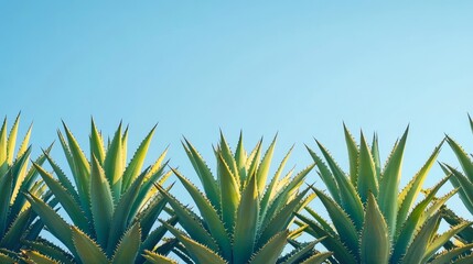 Obraz premium Stunning Agave Plants Under a Clear Blue Sky