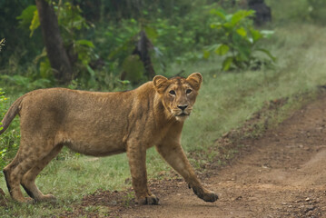 Young Lioness spotted during morning jeep safari in the Gir National Park Gujarat India