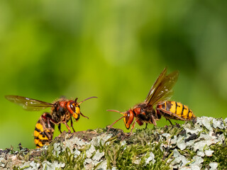 Hornisse (Vespa crabro) Königinnen