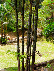 tropical forest in the jungle