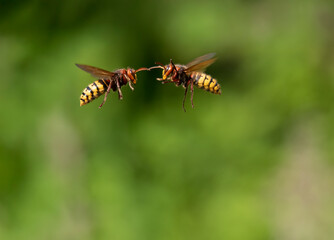 Hornisse (Vespa crabro) Königinnen