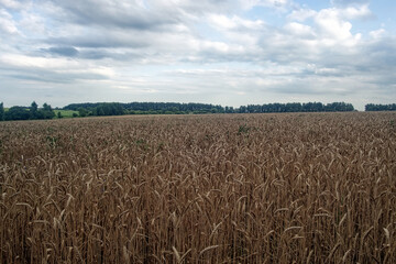 Field with mature wheat on a cloudy day