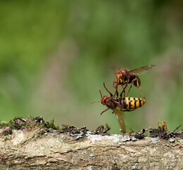 Hornisse (Vespa crabro) Königinnen
