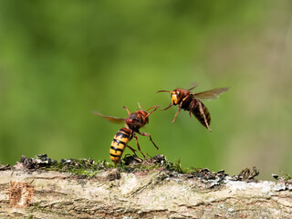 Hornisse (Vespa crabro) Königinnen