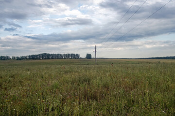 Obraz premium Field overgrown with weeds on a cloudy day
