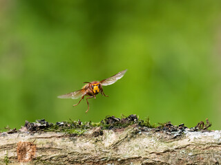 Hornisse (Vespa crabro) Königinnen