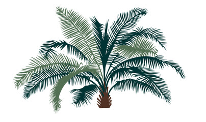 A palm tree with green leaves and brown trunk. The tree is tall and has a lot of leaves