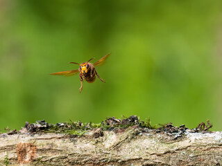 Hornisse (Vespa crabro) Königinnen