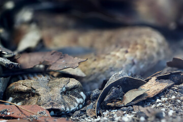 Close up of Australian Common Death Adder