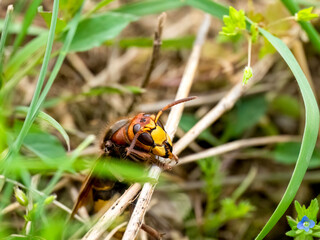 Hornisse (Vespa crabro) Königin