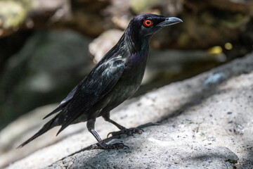 Captive Australian Metallic Sarling perched on rock