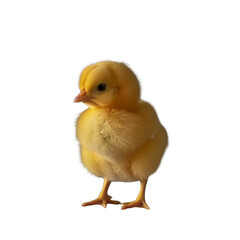 Obraz premium Chicken isolated on transparent background. PNG. Generated AI