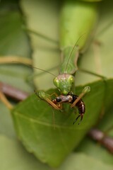Mantis religiosa