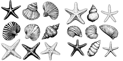 A collection of hand drawn sea shells is presented in a vintage engraving style, featuring starfish, shellfish, and tropical mollusks