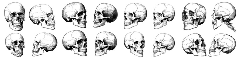 Create a sketch of a skull, focusing on hand-drawn anatomical details in various projections, presented in monochrome as tattoo artwork, incorporating elements of anatomy, face, Halloween, horror,