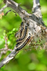 Eriogaster catax larva