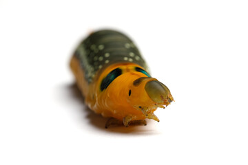 Portrait of Caterpillar Oleander Hawk-moth or Daphnis nerii on white background