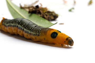 Large Caterpillar of Oleander Hawk moth or Daphnis nerii Butterfly with green Oleander leaf on...