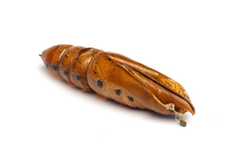 Pupa cocoon of caterpillar and butterfly of Oleander Hawk-moth or Daphnis nerii