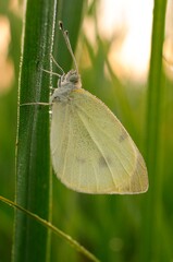 Pieris brassicae