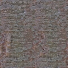 royal poinciana trunk