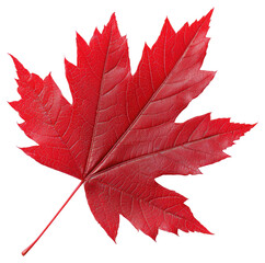 Close Up Red Maple Leaf with Intricate Veins on Transparent Background Isolated