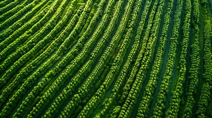 Fototapeta premium Aerial view of a large cornfield, with uniform rows of bright green plants under a cloudless sky