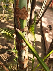 Termite nest in the trunk of Areca palm. These termites will slowly eat the trunk and after that the tree may die. Insects homes. 
