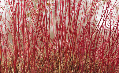 Stems of Cornus sanguinea 'Winter orange Annie' in the winter garden