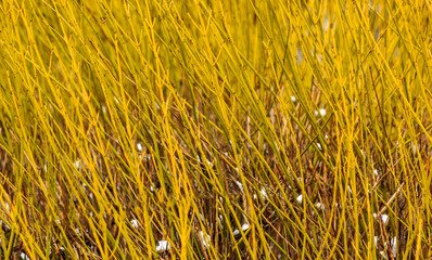 Cornus Stolonifera ‘Flaviramea’ - Golden twig dogwood or White dogwood with decorative yellow wood in winter