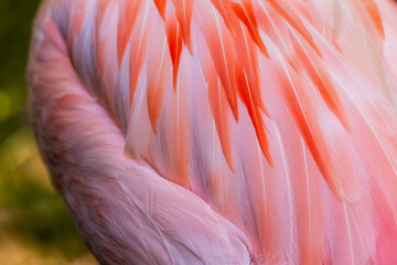 Macro detail of Cuban flamingo feathers ( Phoenicopterus ruber), with water droplets © Carlos