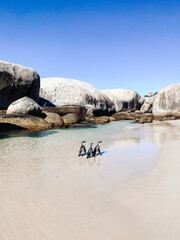 Boulders Beach Cape Town Pinguins