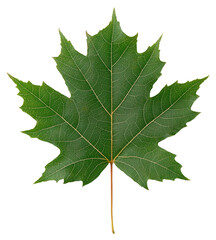 Detailed Green Maple Leaf with Intricate Veins Isolated on Transparent Background