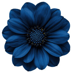 Detailed Navy Blue Flower with Transparent Background in Macro Photography Style