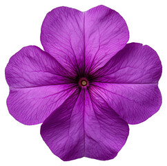 Detailed Purple Flower Blossom Close Up on Transparent Background Floral Design