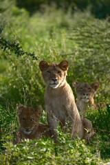 lion cubs in the grass