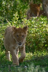 lion cub in the grass