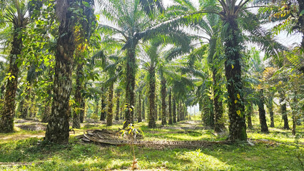 Palm Oil Plantation: Lush green palm trees stand tall under the bright sunlight in a vast plantation, showcasing the vibrant and dense landscape of palm oil farming.