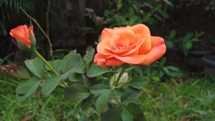 red rose in garden