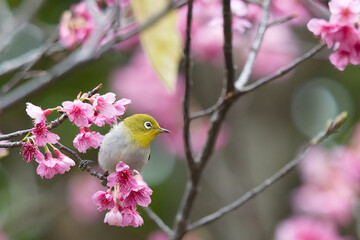 桜とメジロ