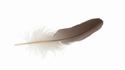 Obraz premium Intricate Single Feather Isolated on White