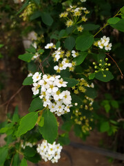 Close-up of white blossoms on green shrub  
