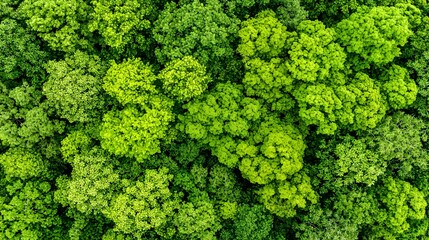 Lush Green Moss Texture Background