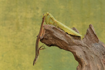 A green praying mantis (Hierodula sp) is preying on a long-tailed grass lizard (Takydromus sexlineatus).