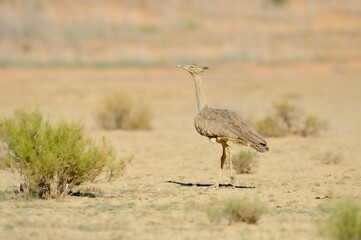 Obraz premium KOURI BUSTARD. Heaviest flying bird. 