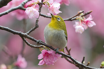 寒緋桜とリュウキュウメジロ