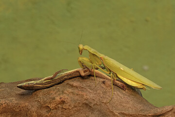 A green praying mantis (Hierodula sp) is preying on a long-tailed grass lizard (Takydromus sexlineatus).